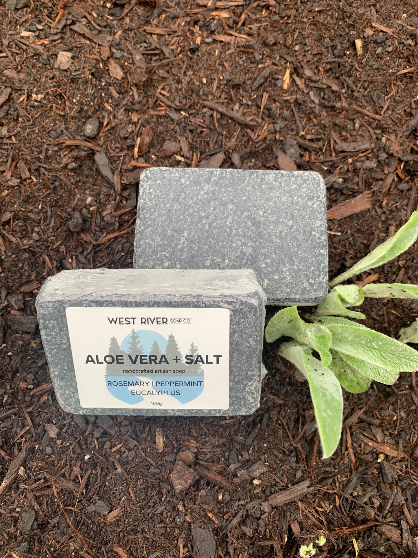 Aloe Vera + Salt Soap Bar